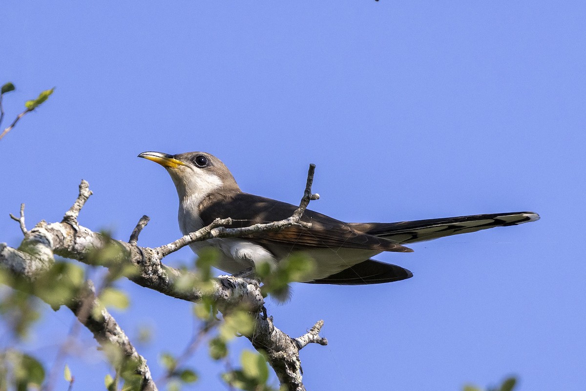 Yellow-billed Cuckoo - ML456359261