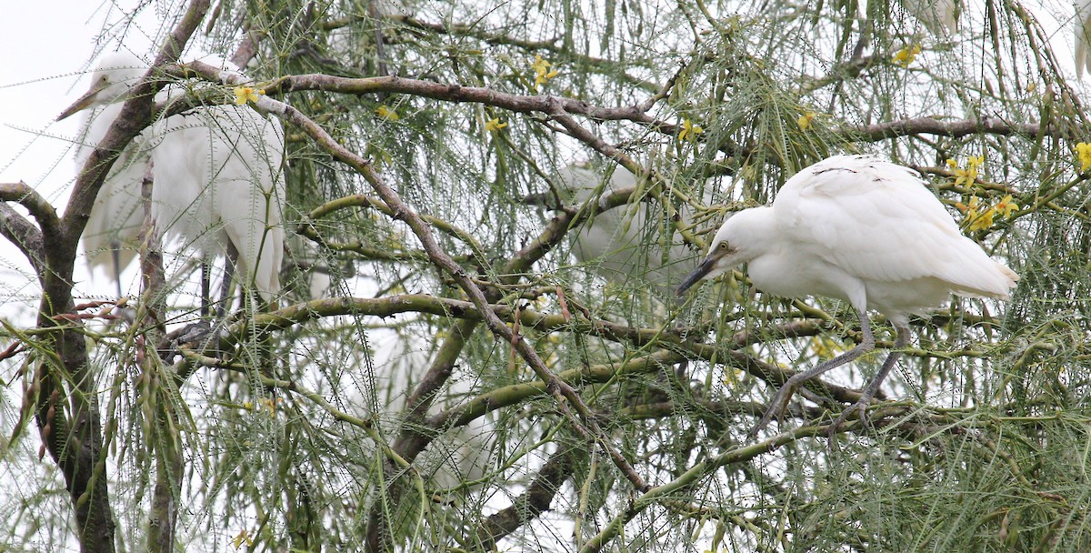 Western Cattle Egret - Andrey Vlasenko