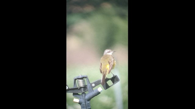 Western Yellow Wagtail - ML456360081