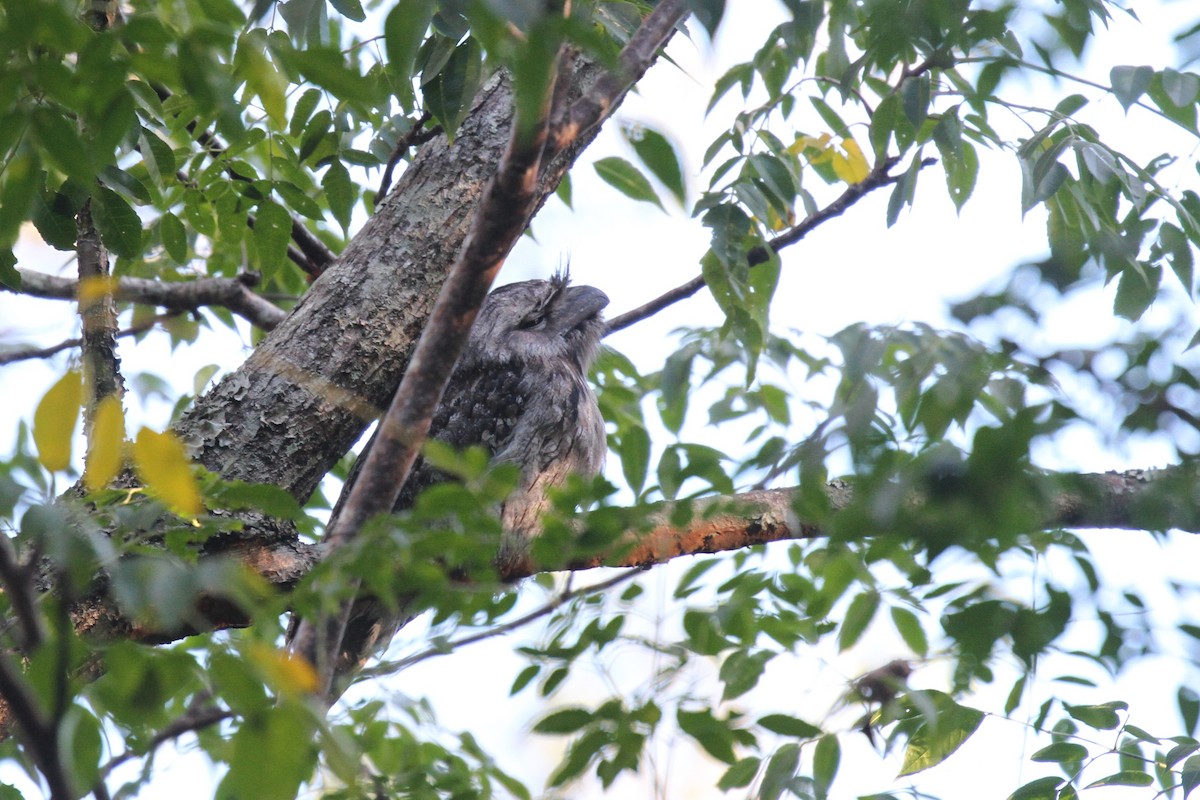 Tawny Frogmouth - Stuart Pickering