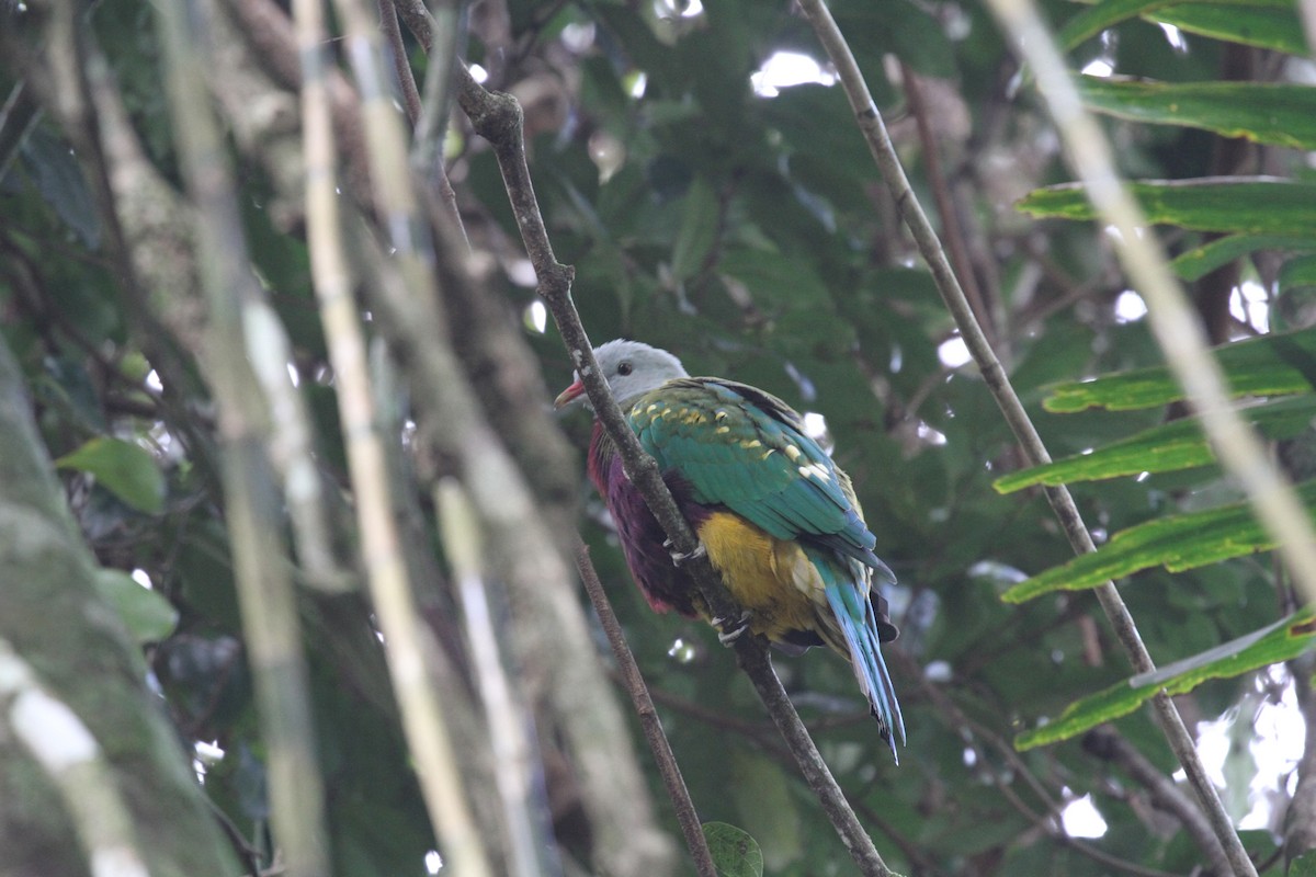 Wompoo Fruit-Dove - ML456360941