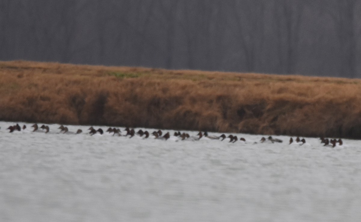 Canvasback - ML45636151