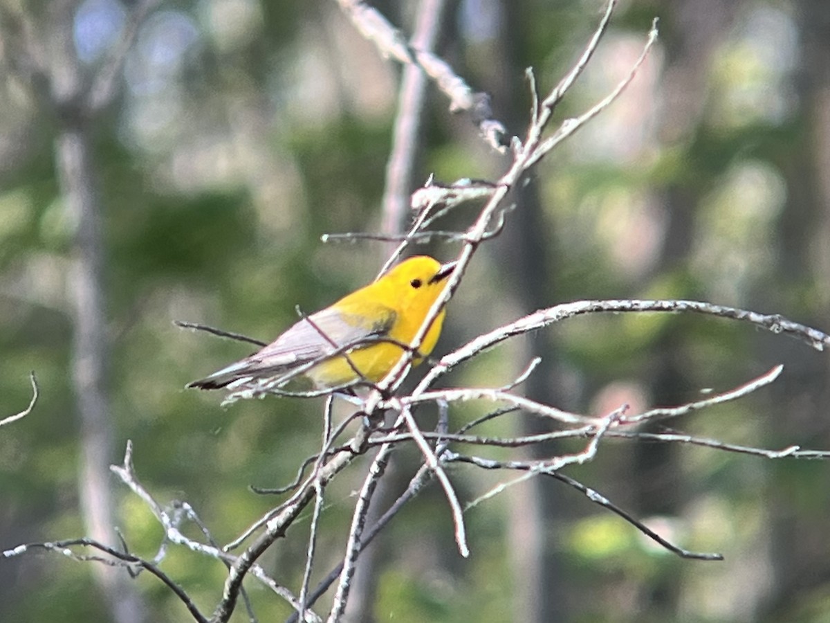 Prothonotary Warbler - ML456362321