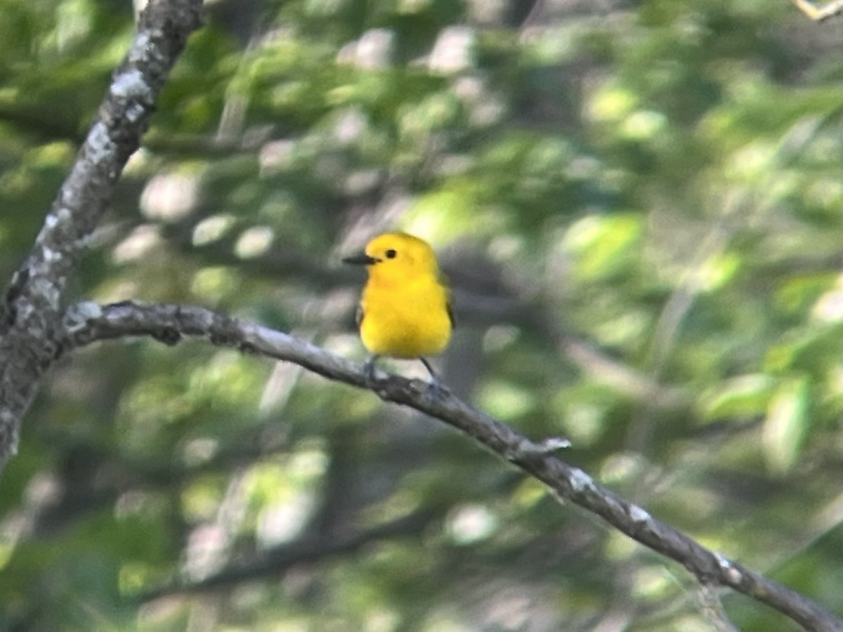 Prothonotary Warbler - ML456362331