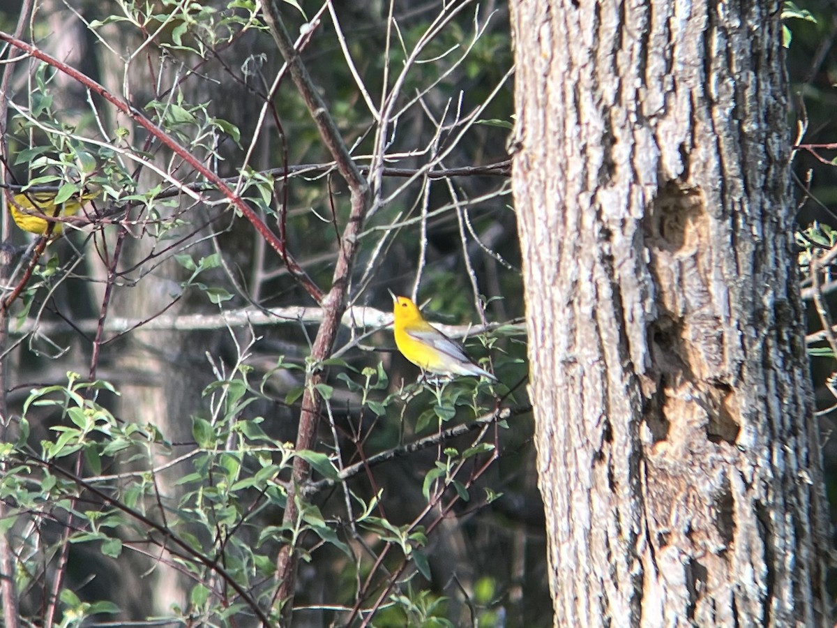 Prothonotary Warbler - ML456362341