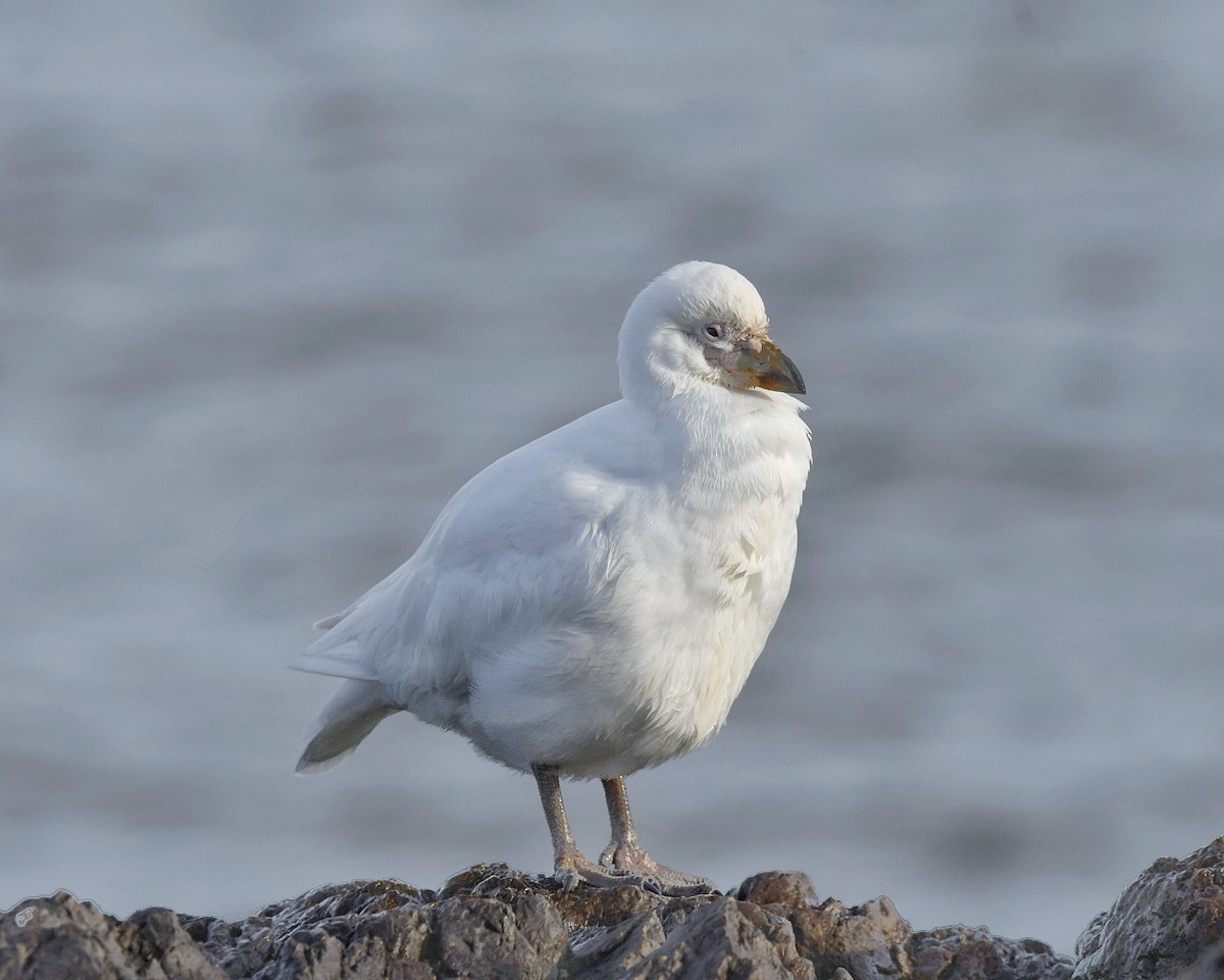 Snowy Sheathbill - ML456363291