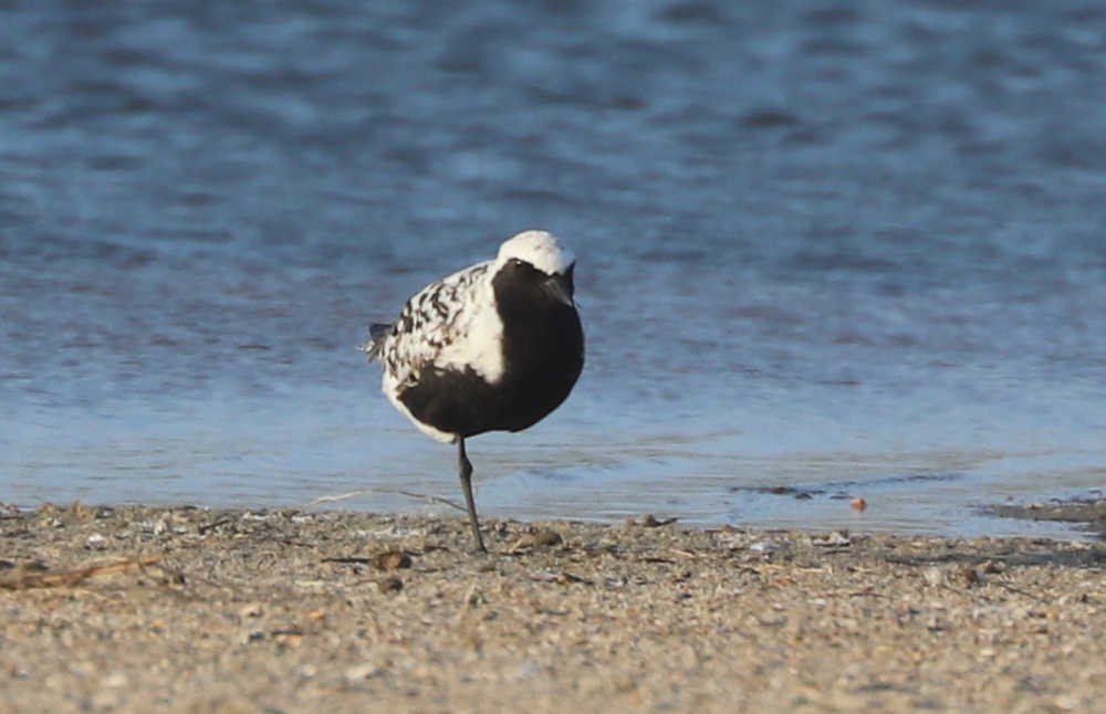 Black-bellied Plover - ML456364261