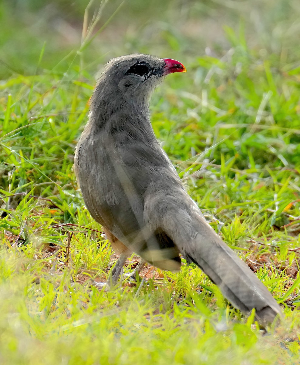 Sirkeer Malkoha - ML456364531