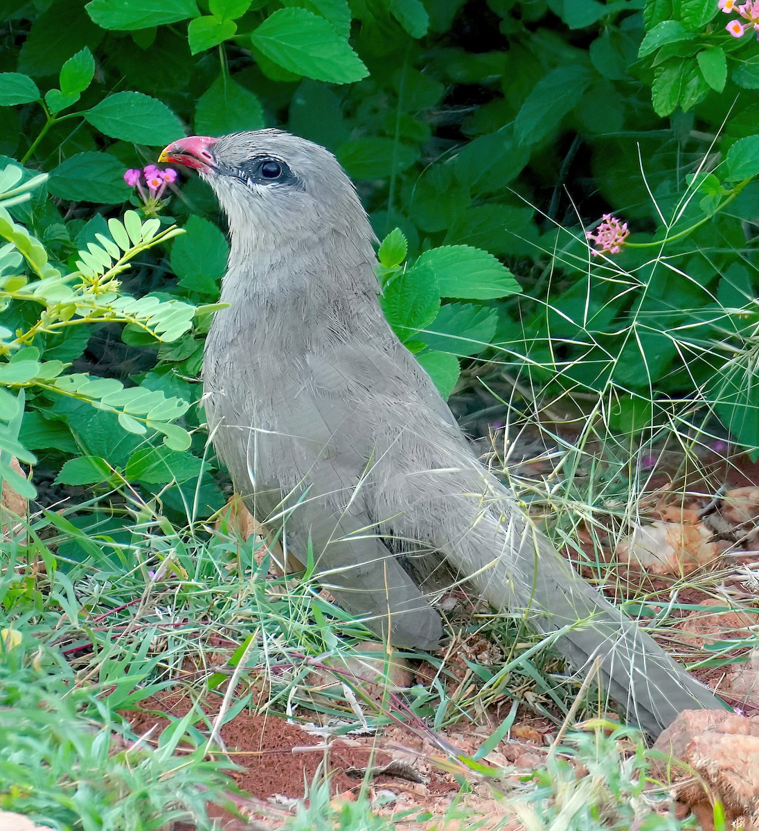 Sirkir Malkohası - ML456364581