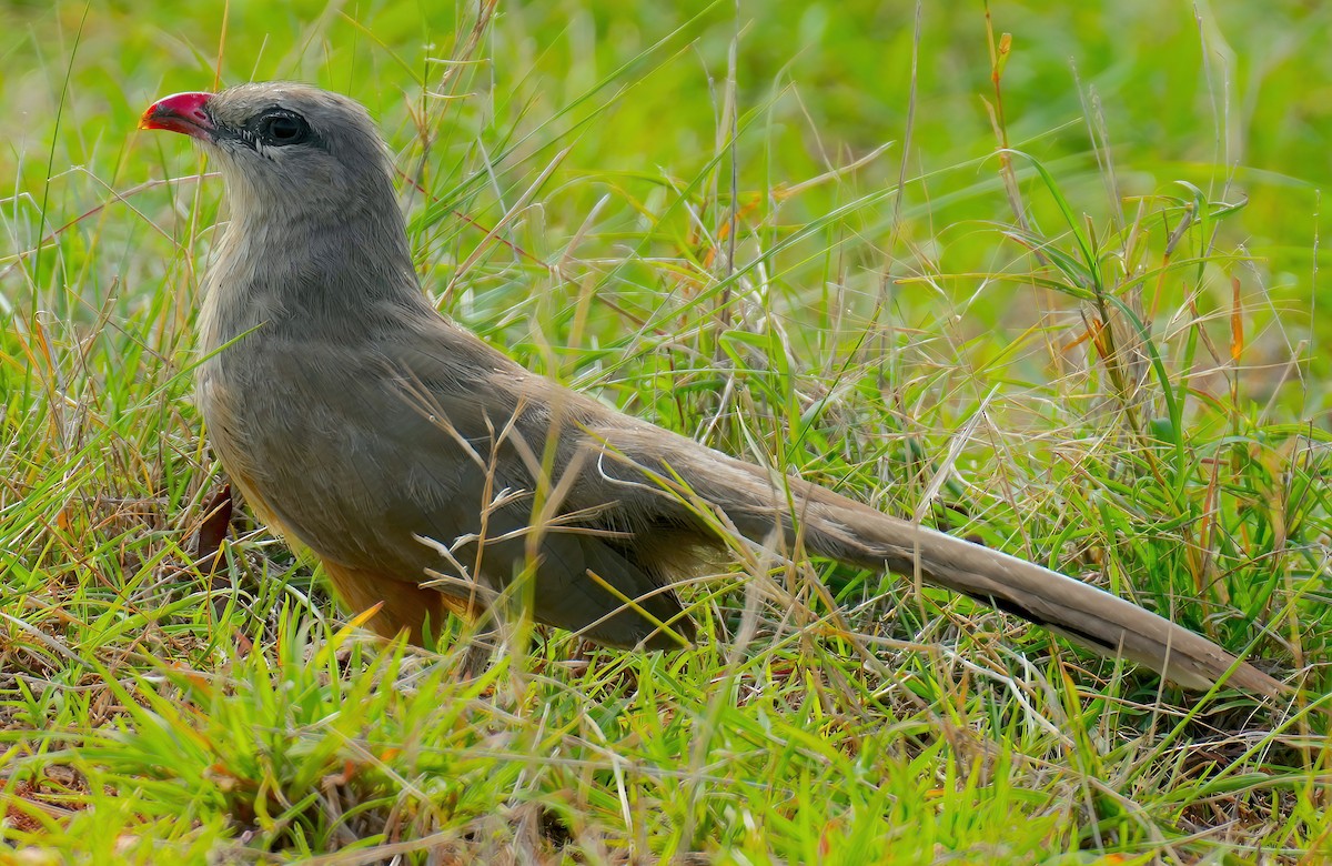 Sirkeer Malkoha - ML456364621