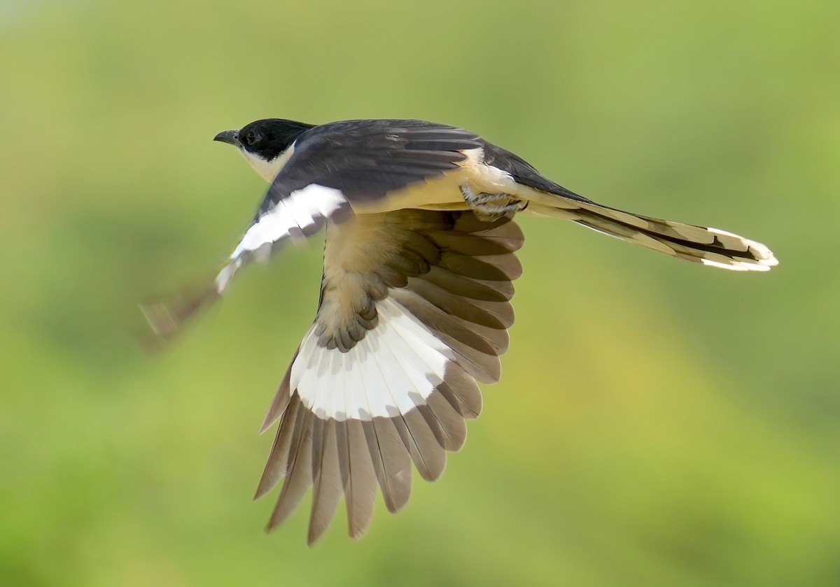 Pied Cuckoo - Sudip Simha