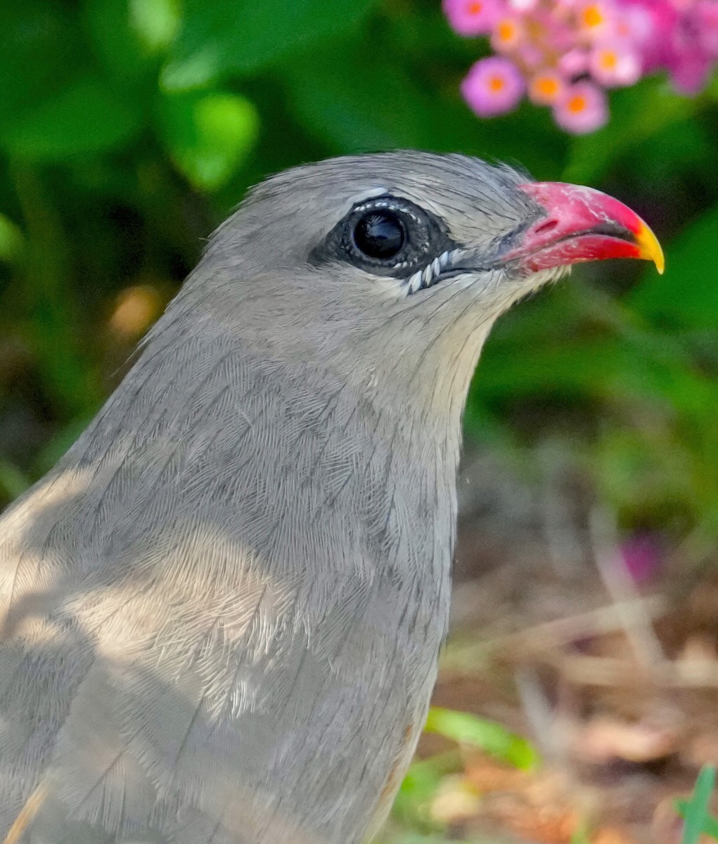 Sirkeer Malkoha - ML456365051