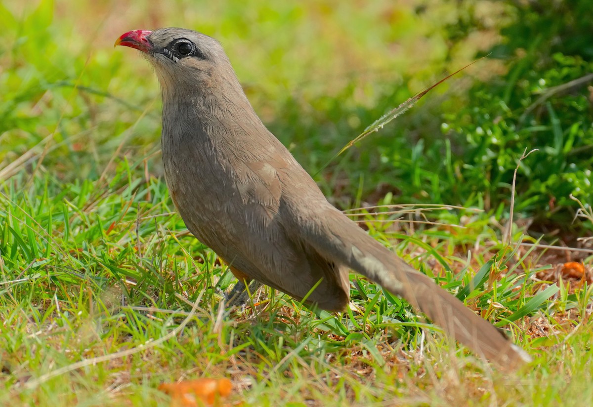 Sirkeer Malkoha - ML456365061