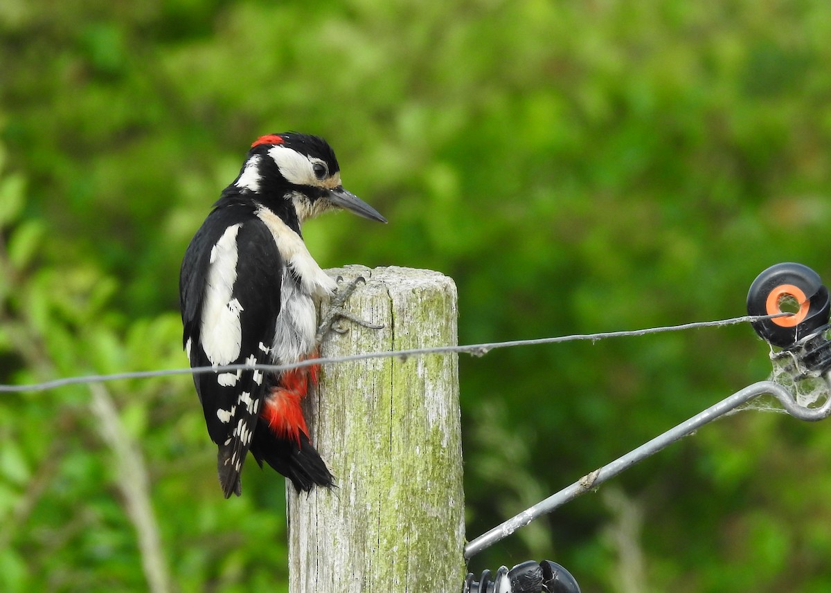 Great Spotted Woodpecker - ML456368461