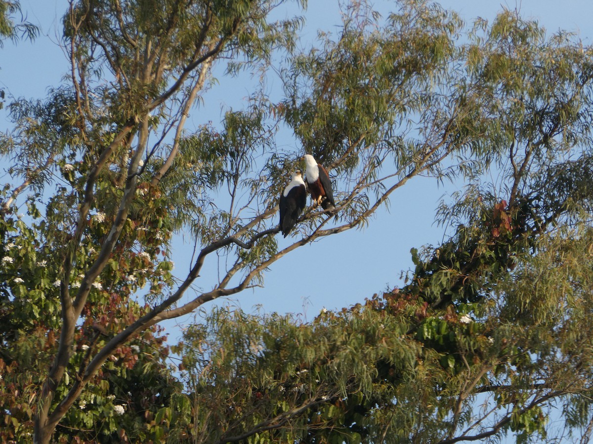 African Fish-Eagle - ML456368851