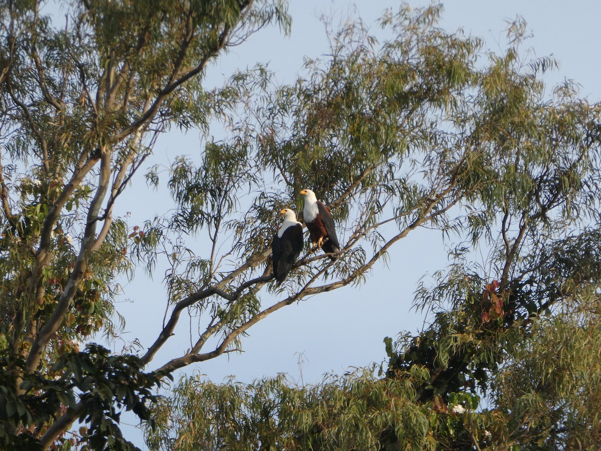 African Fish-Eagle - ML456369271