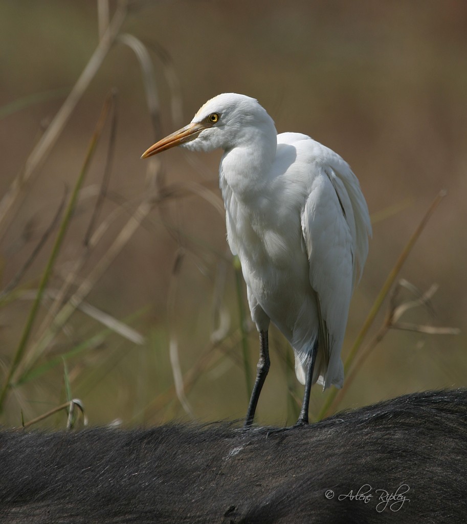 Eastern Cattle Egret - ML45637051