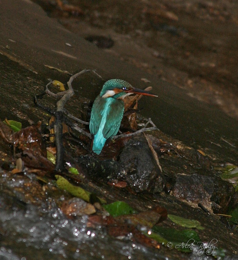 Common Kingfisher - Arlene Ripley