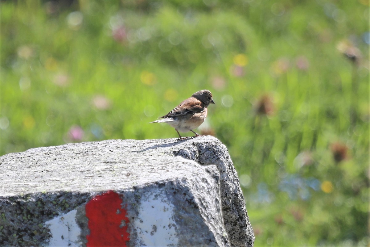 Eurasian Linnet - ML456373781