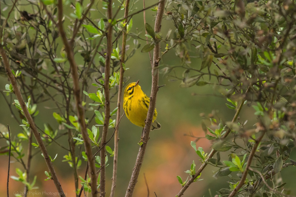 Prairie Warbler - ML45637501