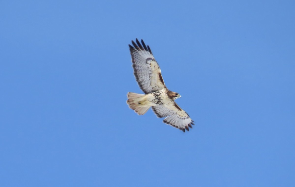 Red-tailed Hawk - ML456375041