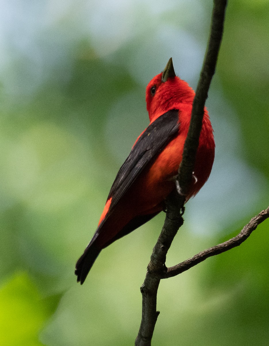 Scarlet Tanager - Lynn Chapman