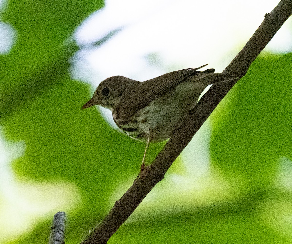 Ovenbird - ML456376541