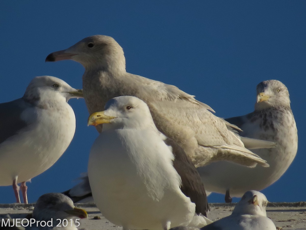 Glaucous Gull - ML456376661