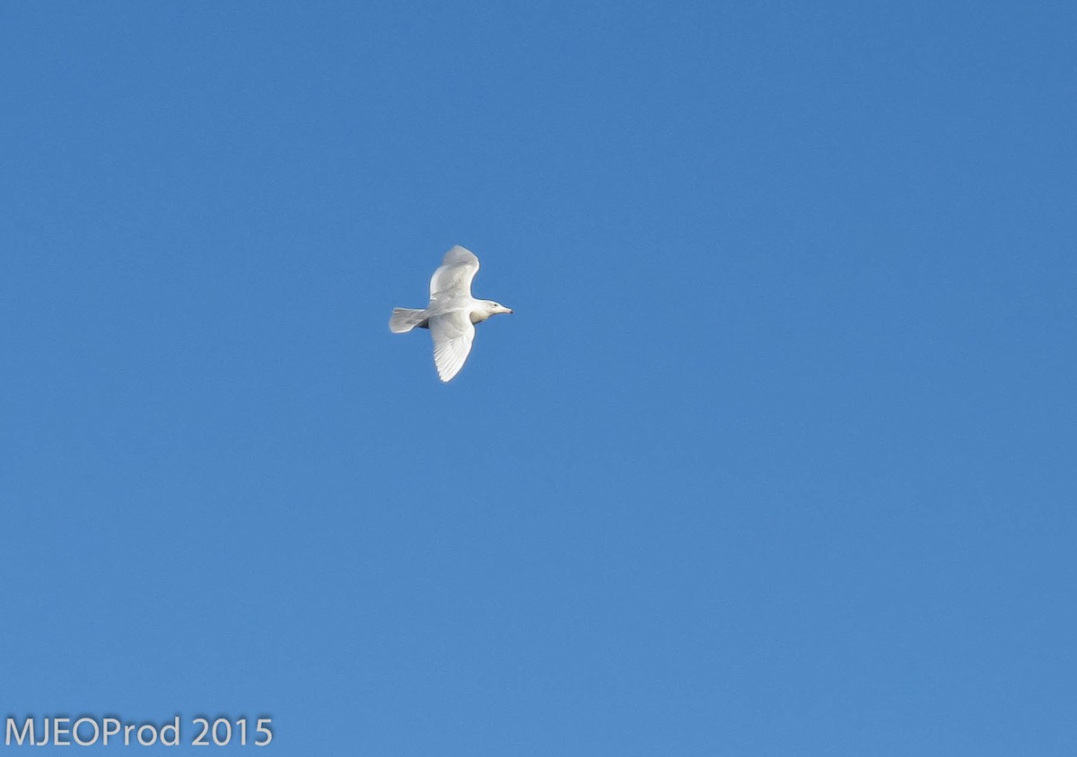 Glaucous Gull - ML456376691