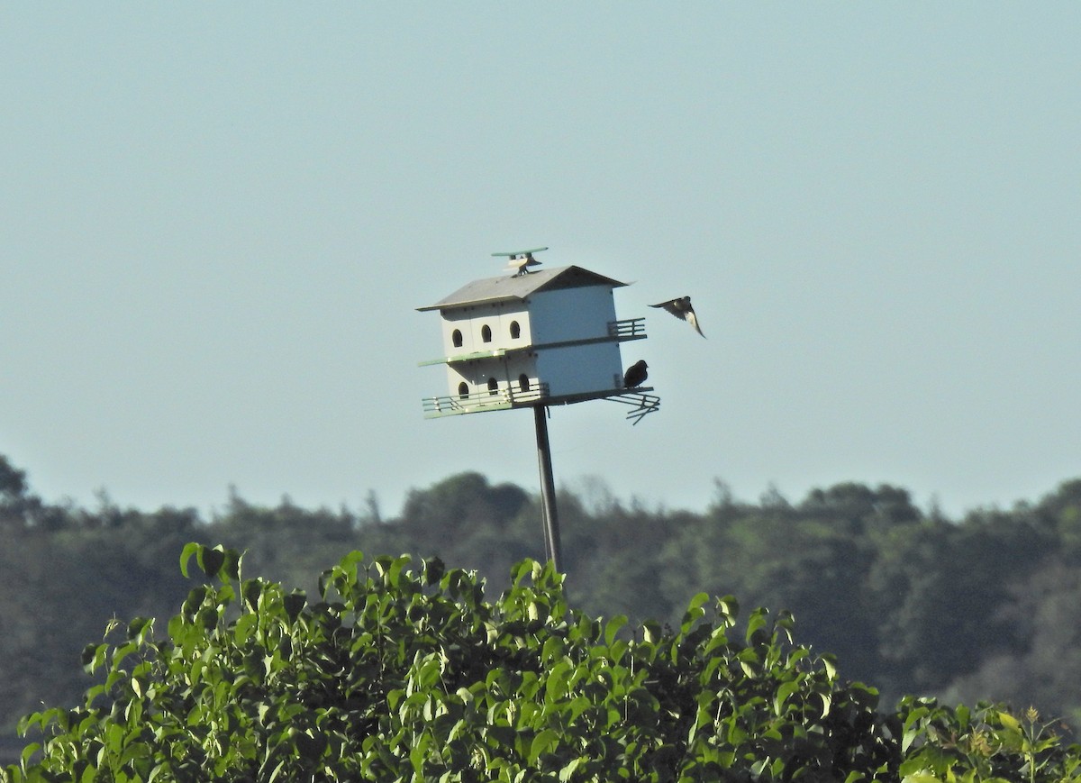 Purple Martin - Keith Gregoire