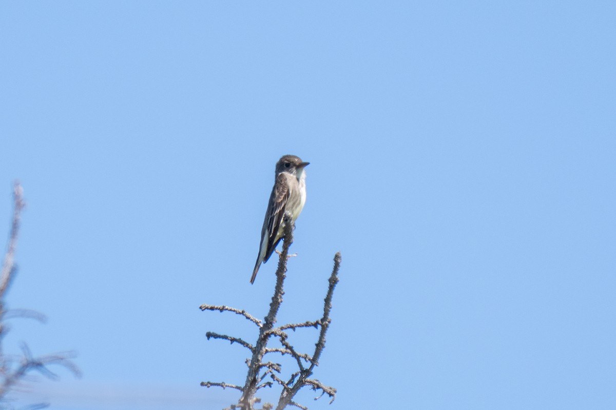 Olive-sided Flycatcher - ML456378111