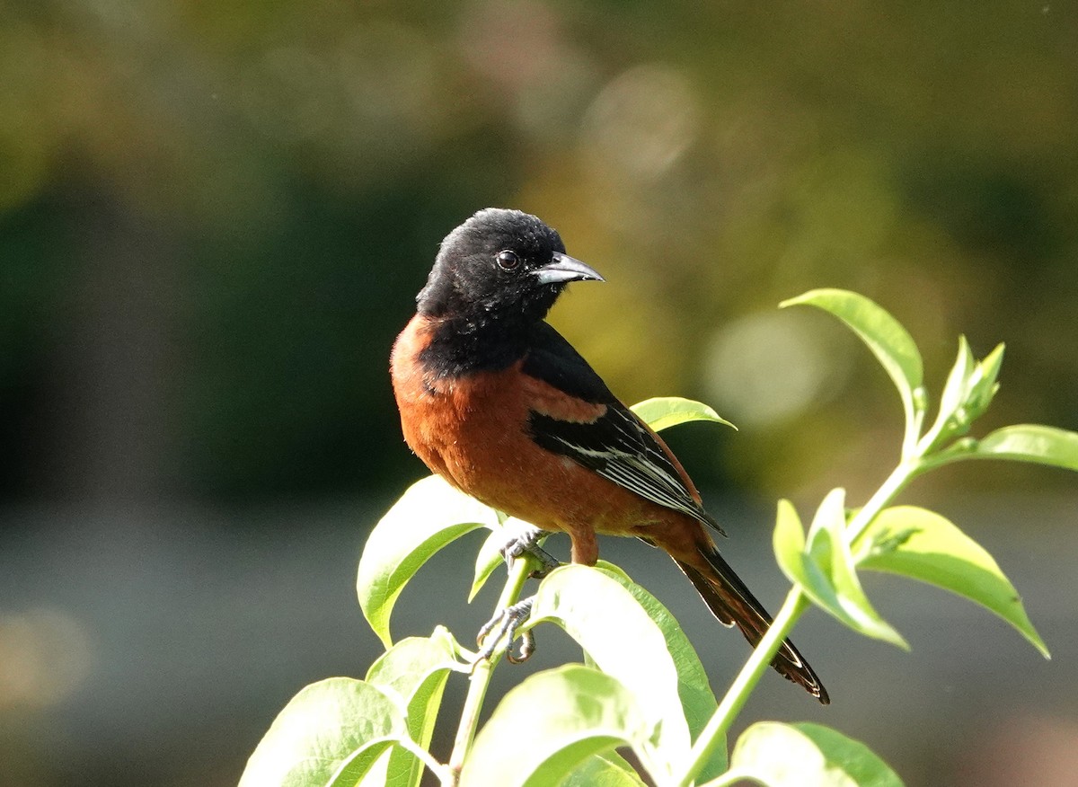 Orchard Oriole - Mark Goodwin