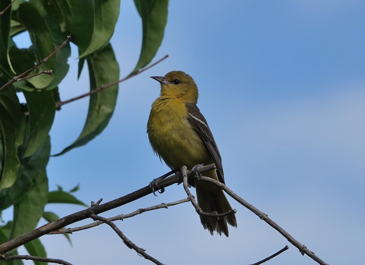 Oriole des vergers - ML456378281