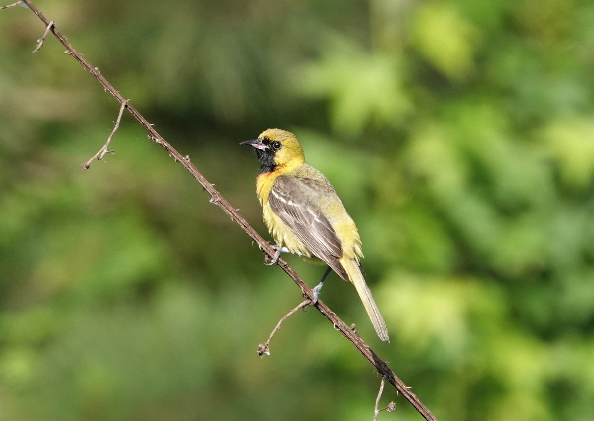 Orchard Oriole - Mark Goodwin