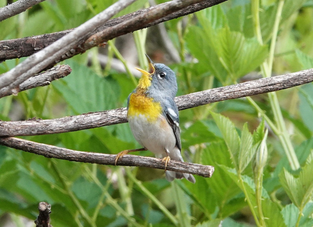 Northern Parula - ML456378451