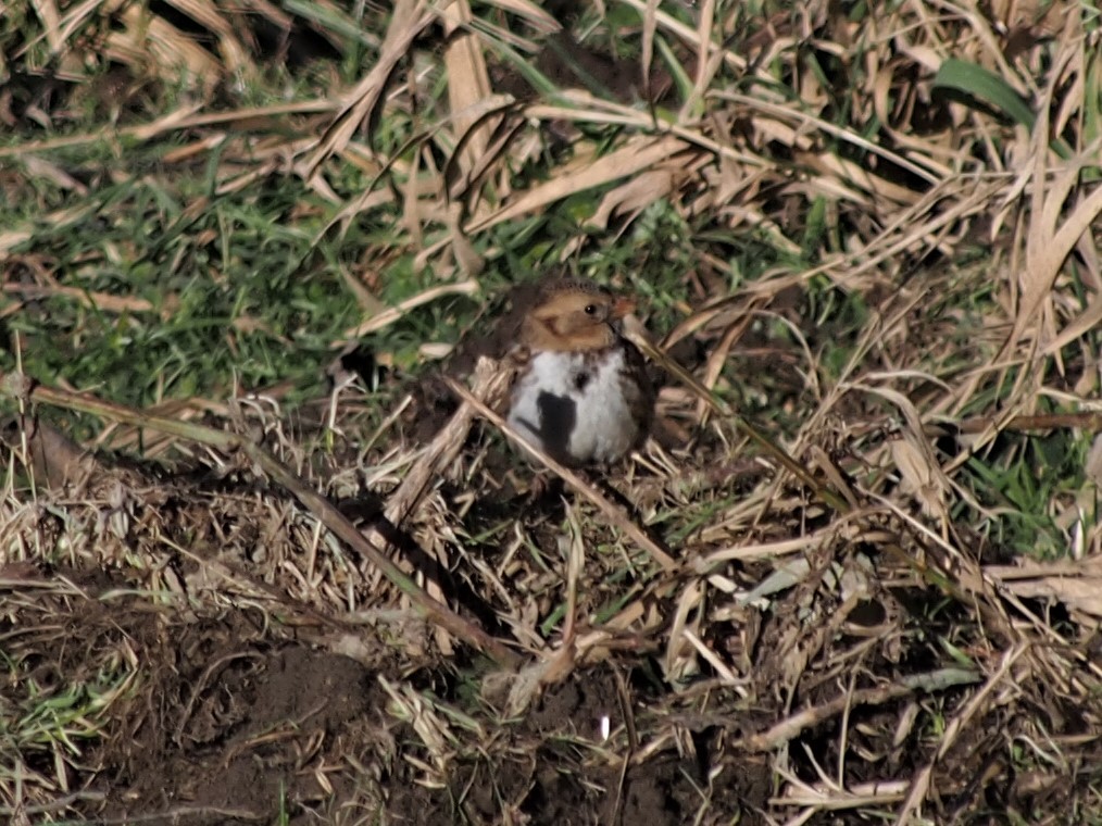 Harris's Sparrow - ML45637881