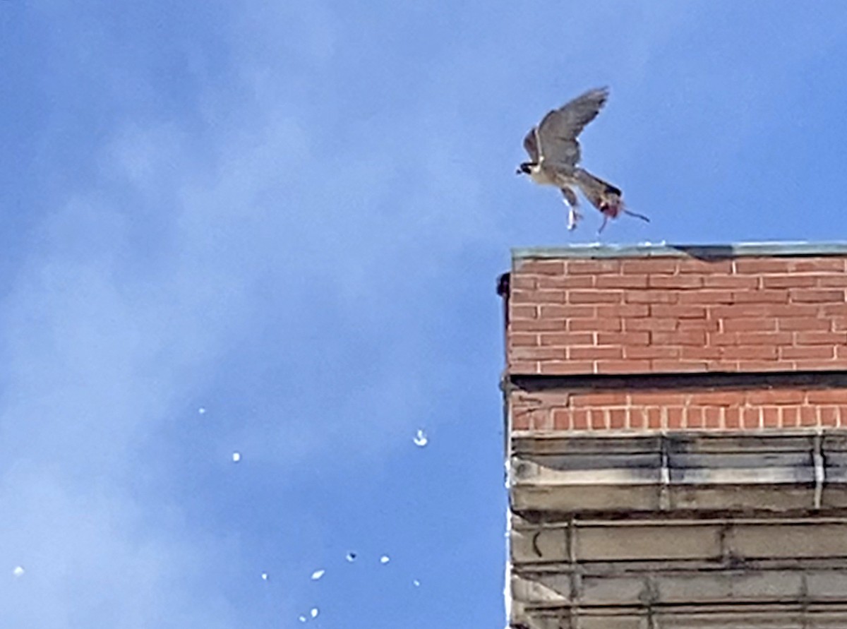 遊隼 - ML456378851