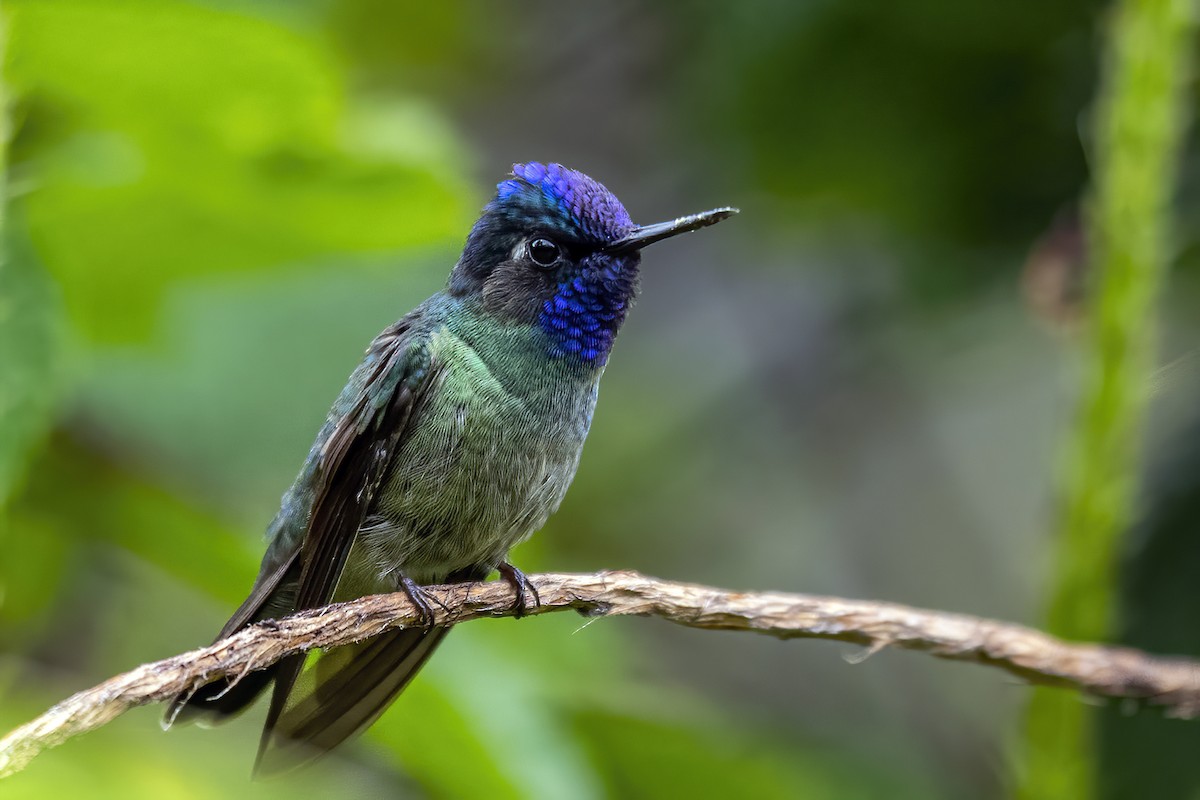 Violet-headed Hummingbird - Su Li