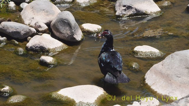 Muscovy Duck (Domestic type) - ML456379981