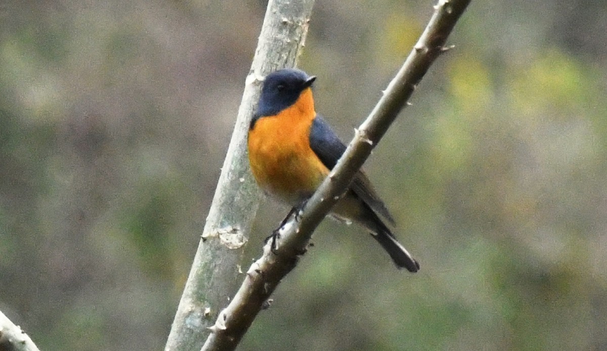 Slaty-backed Flycatcher - ML456381371