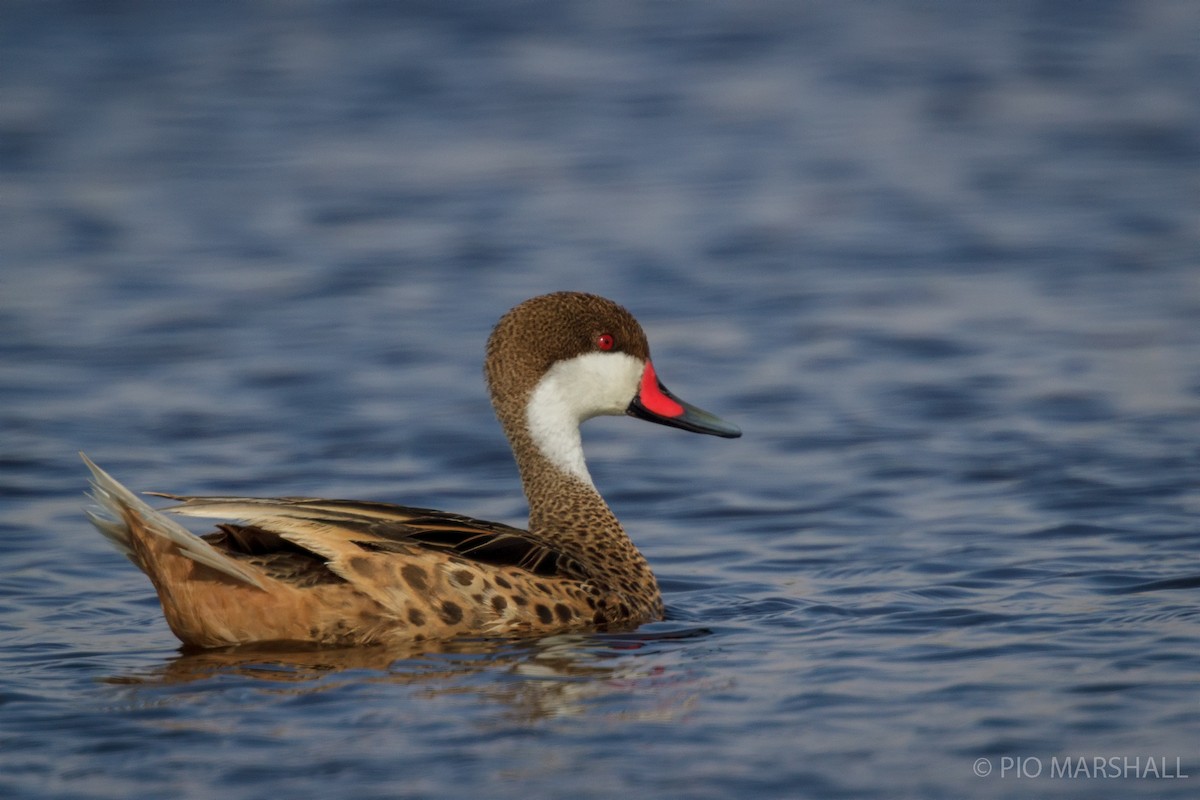 White-cheeked Pintail - ML456381491