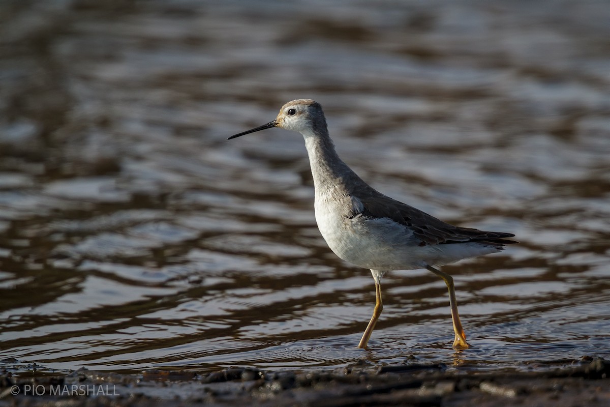 Wilson's Phalarope - ML456381821