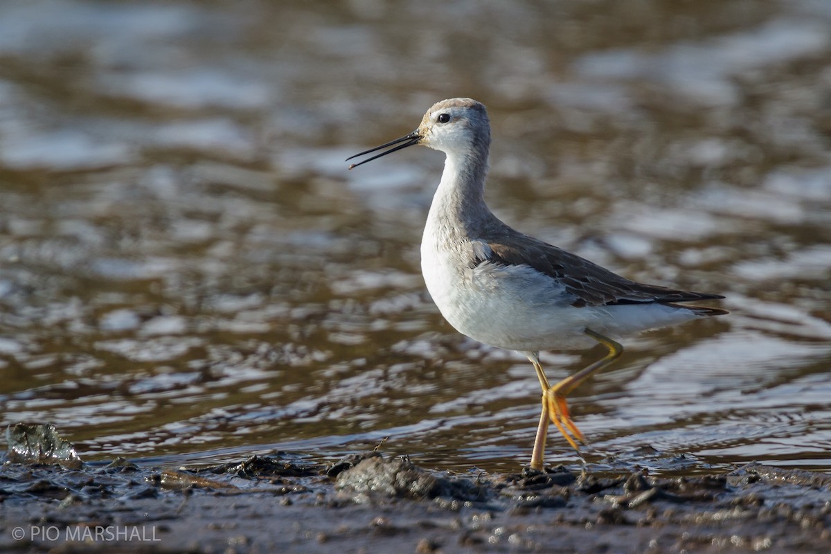 Wilson's Phalarope - ML456381891