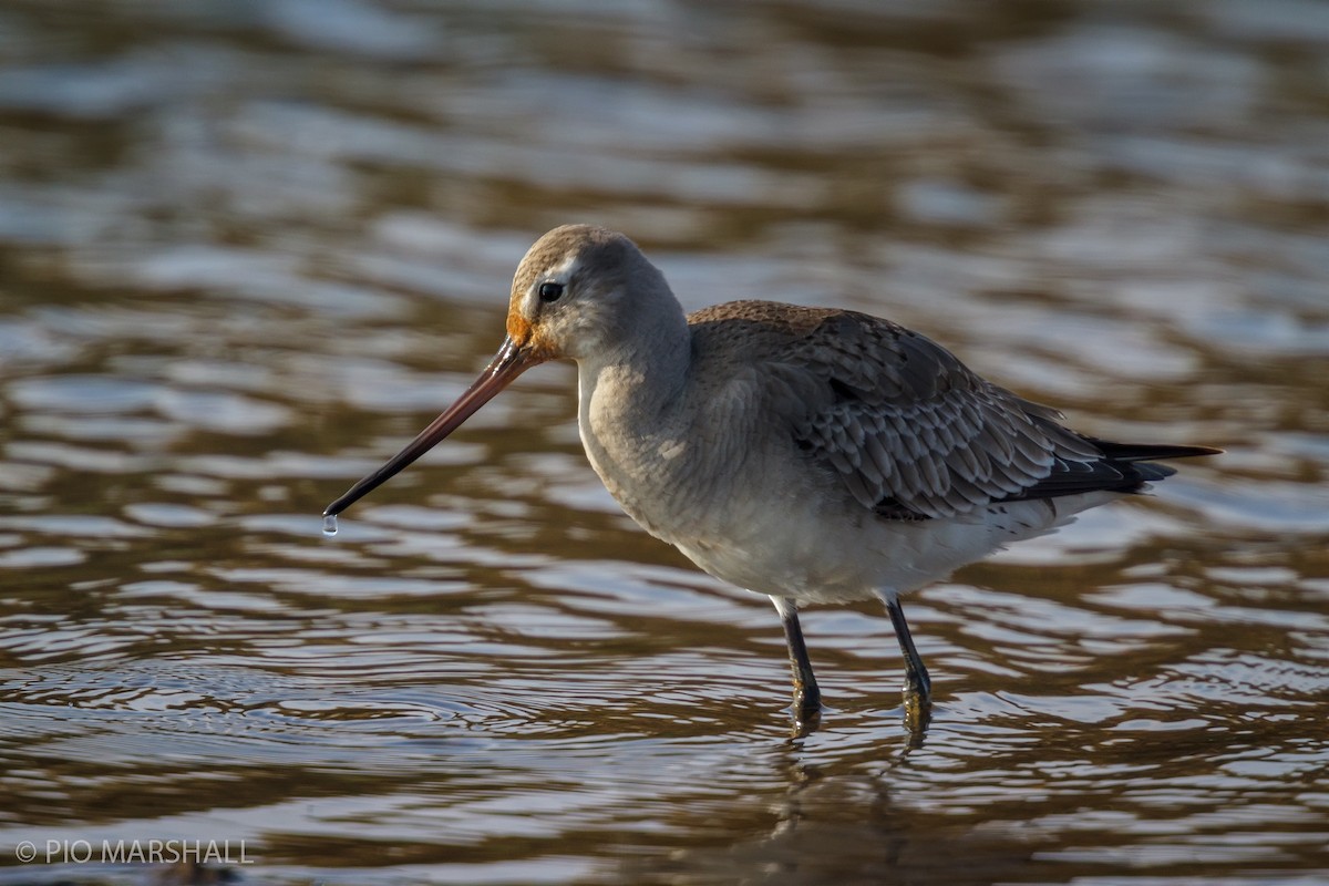 Hudsonian Godwit - ML456382081