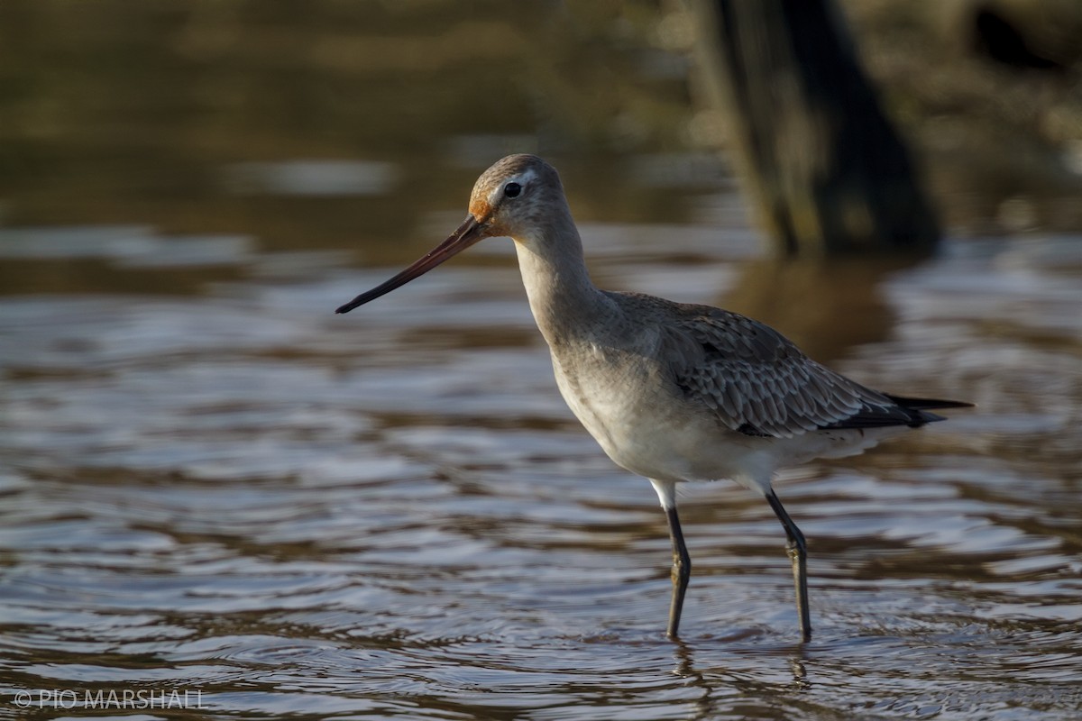 Hudsonian Godwit - ML456382101