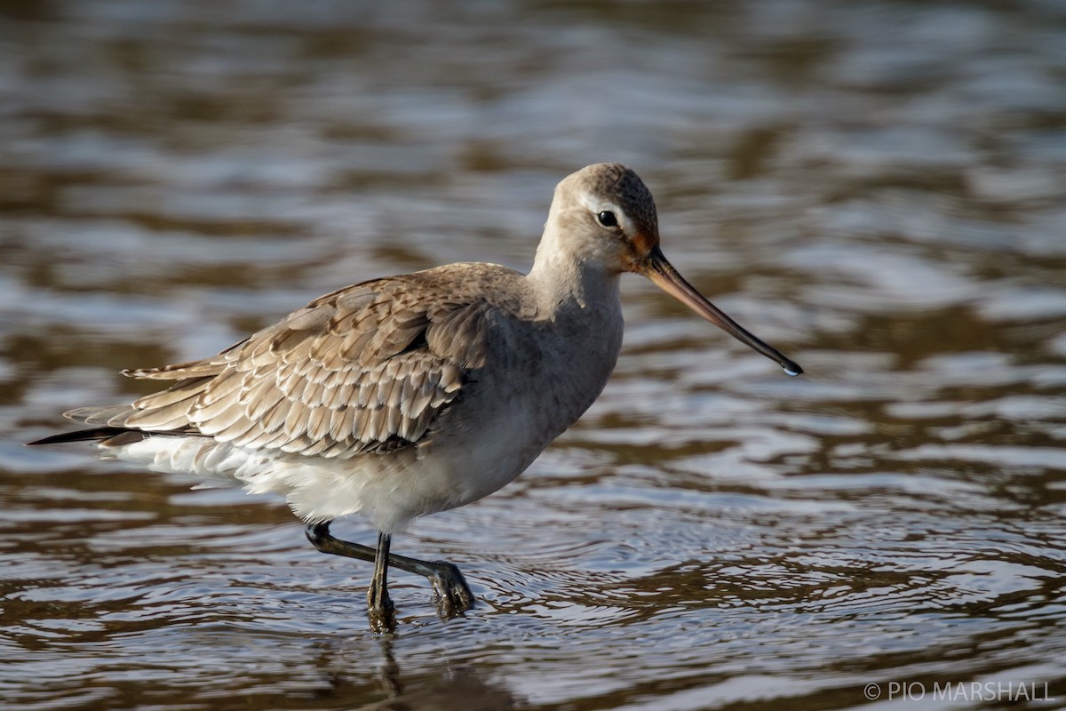 Hudsonian Godwit - ML456382111