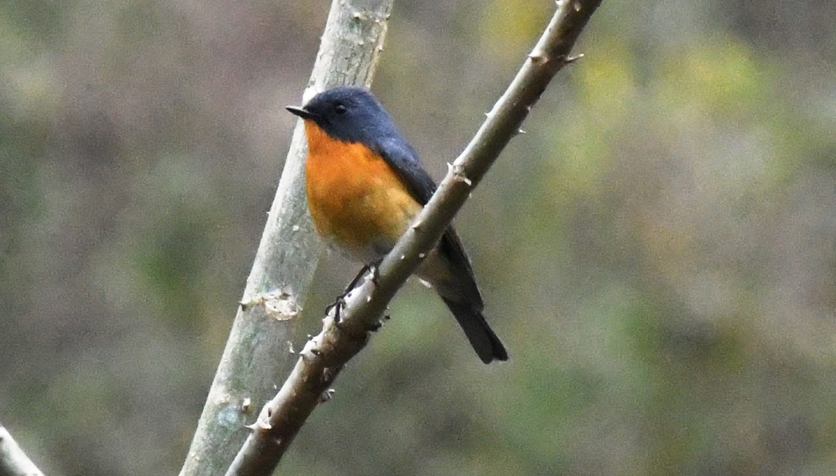 Slaty-backed Flycatcher - ML456382581