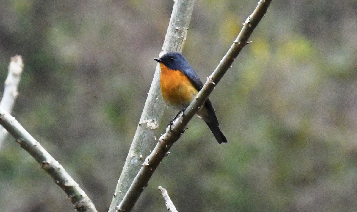 Slaty-backed Flycatcher - ML456382611