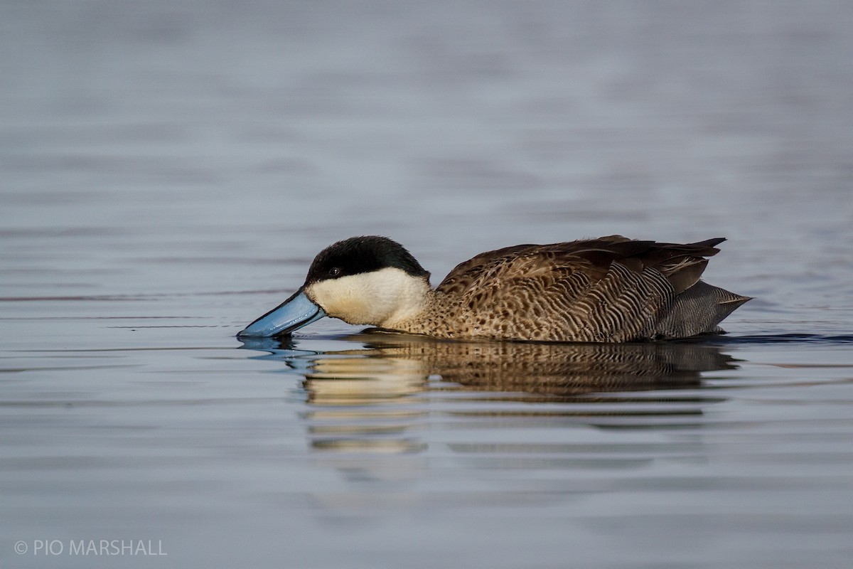 Puna Teal - ML456383131