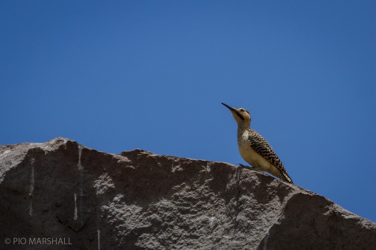 Andean Flicker - ML456383261